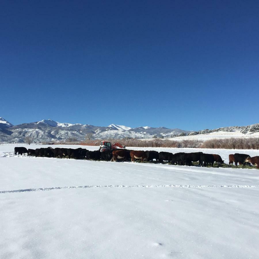 Private Retreat On Working Horse And Cattle Ranch Salida Exterior foto